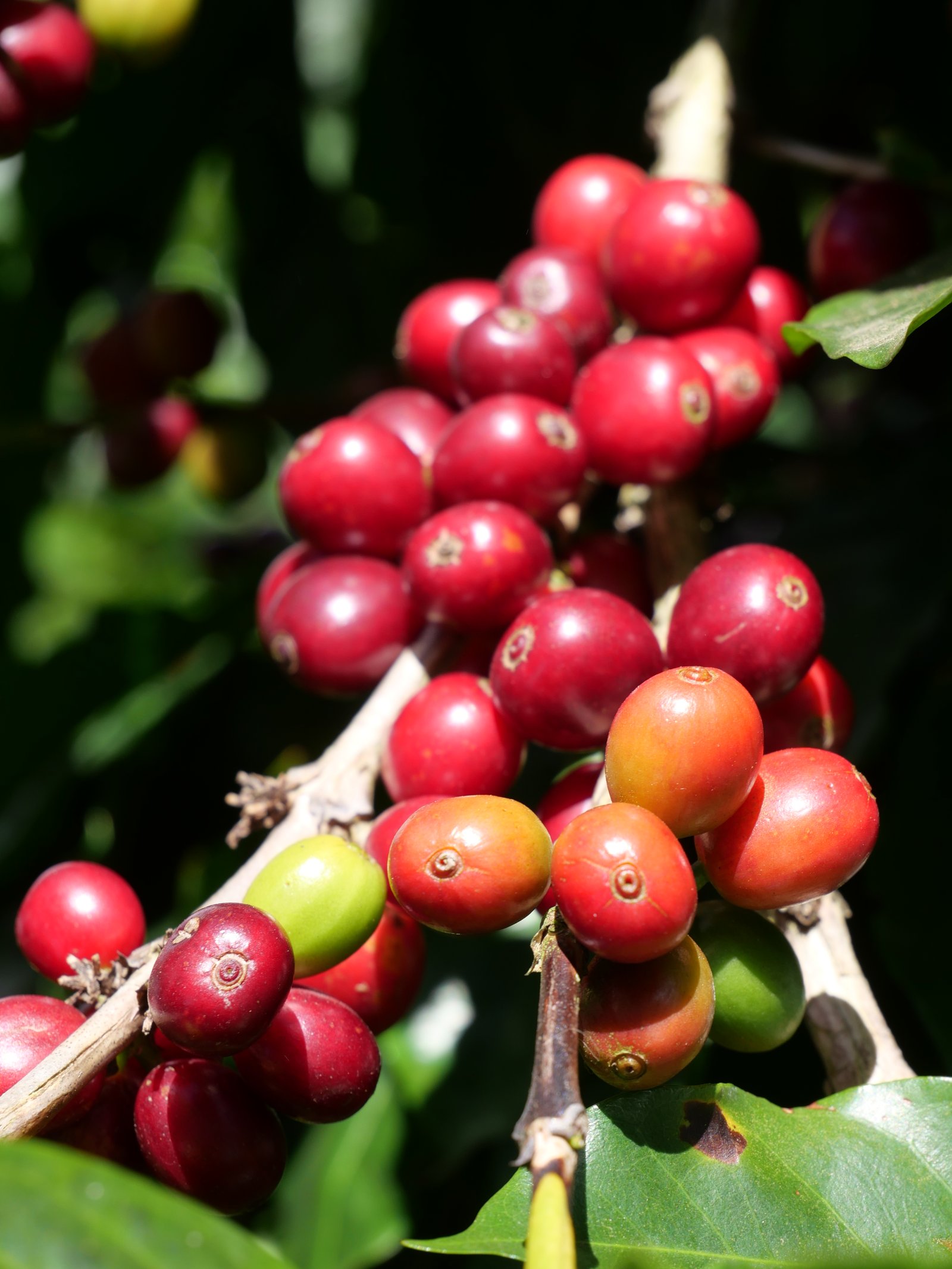 Medium Roast - 2